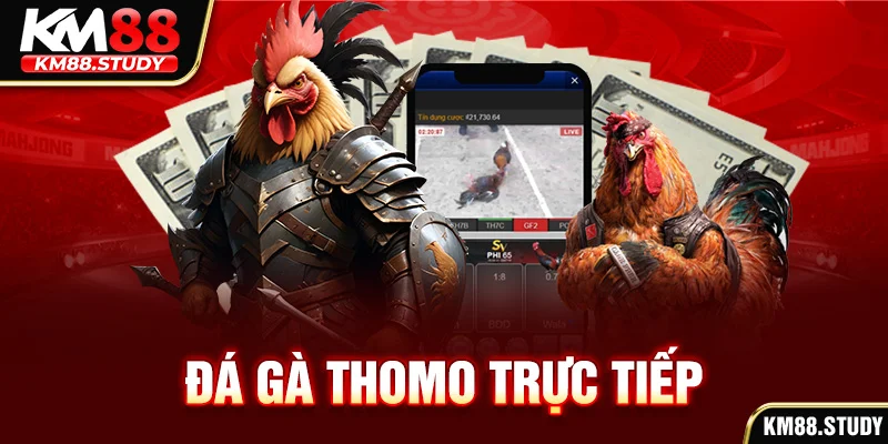 Đá gà Thomo trực tiếp