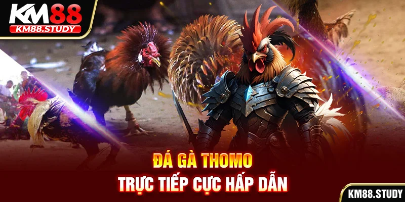 Đá gà Thomo trực tiếp cực hấp dẫn