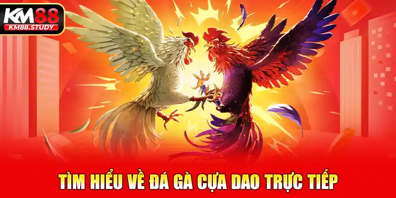 Tìm hiểu về đá gà cựa dao trực tiếp