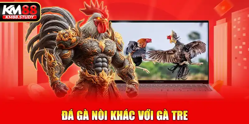 Đá gà nòi khác với gà tre