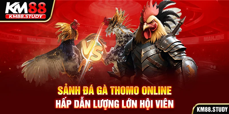 Sảnh đá gà Thomo online hấp dẫn lượng lớn hội viên