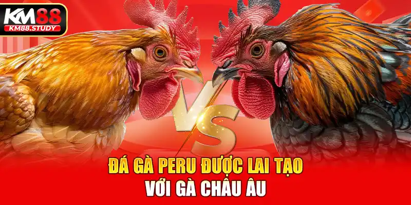 Đá gà Peru được lai tạo với gà châu Âu