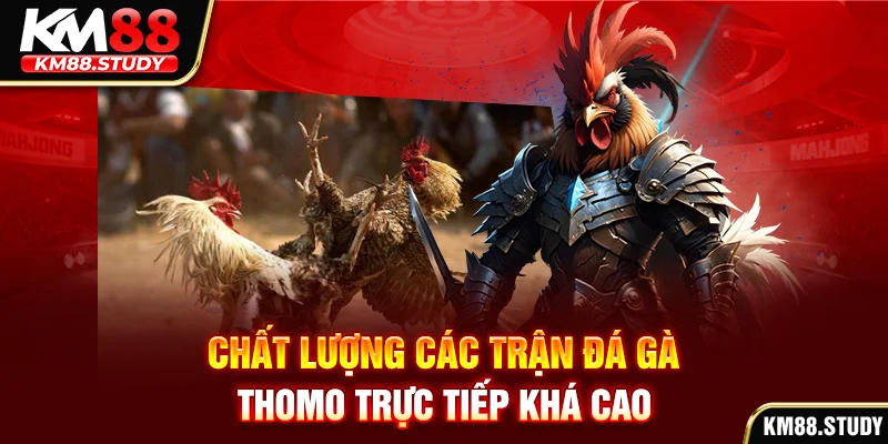 Chất lượng các trận đá gà Thomo trực tiếp khá cao