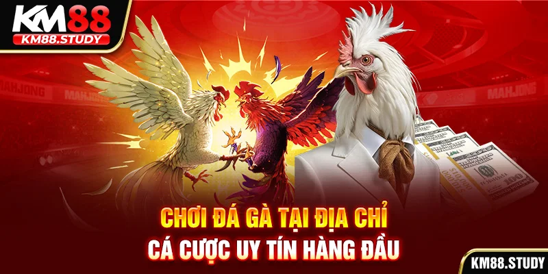 Chơi đá gà tại địa chỉ cá cược uy tín hàng đầu